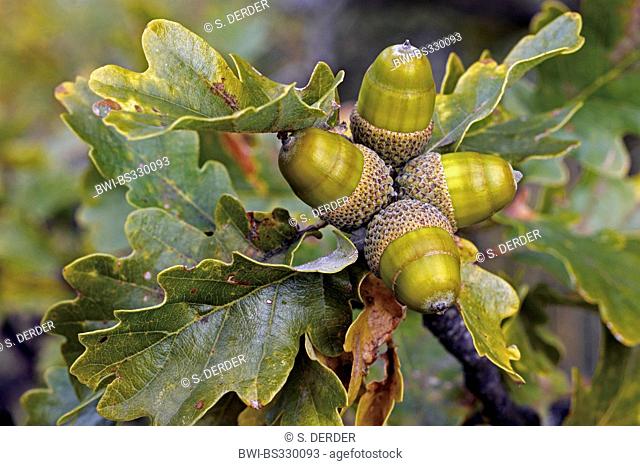 common oak, pedunculate oak, English oak (Quercus robur), branch with acorns, Switzerland, Valais