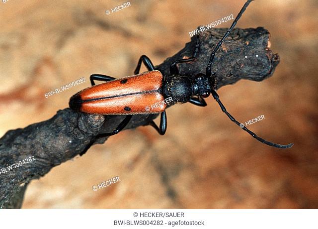 longhorn beetle, long-horned beetle Judolia bisignata, Vadonia bisignata, imago