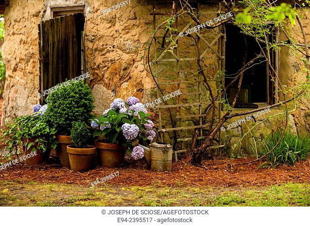 A garden cottage with hydrangeas and boxwoods in terra cotta pots.Georgia USA