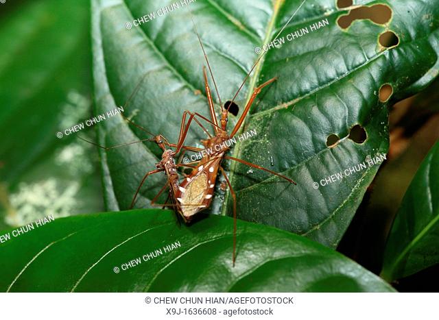 Assassin Bug, Borneo