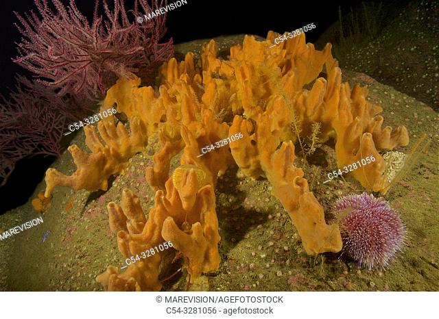 Sponge (Desmacidon fructicosum) with Red sea fan (Leptogorgia sarmentosa) and European edible sea urchin (Echinus esculentus). Eastern Atlantic