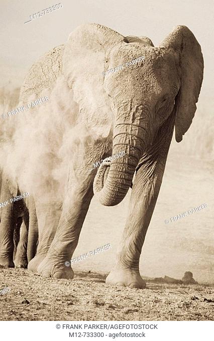 Elephant dust baths in Amboseli, Kenya
