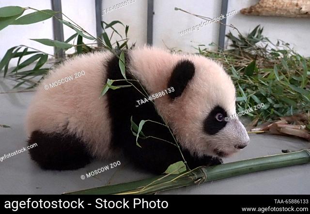 RUSSIA, MOSCOW - DECEMBER 19, 2023: A cub born to giant pandas Ru Yi and Ding Ding at Moscow Zoo; Zoo General Director Svetlana Akulova reported on her Telegram...
