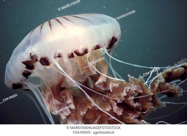 Compass jellyfish (Chrysaora hysoscella). Galicia, Spain