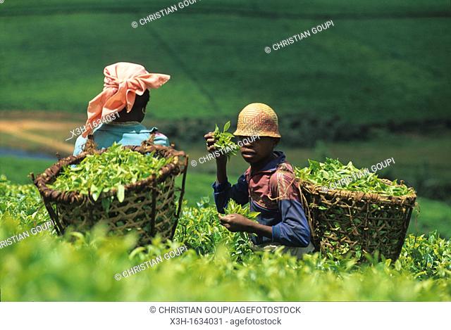 harvesting in tea plantation camellia sinensis of Sahambavy, Fianarantsoa province, Republic of Madagascar, Indian Ocean