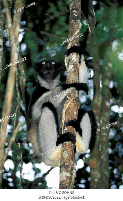 Indri, Indri indri, Perinet Game Reserve, Madagascar, Africa, adult on tree calling
