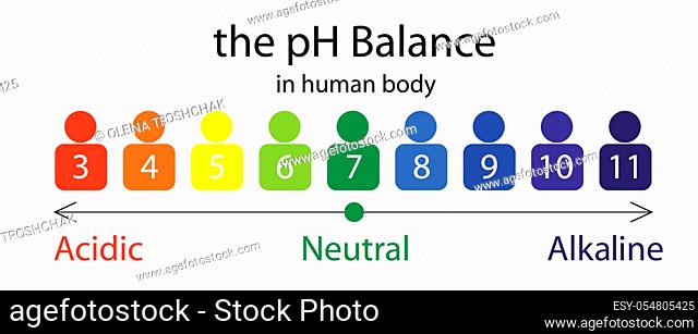 The PH balance scale chart in a human body vector illustration infographics