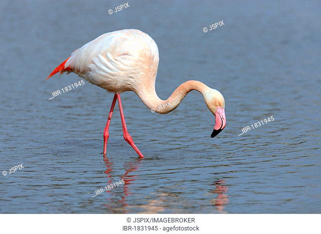 Greater Flamingo (Phoenicopterus ruber roseus), foraging in water, Saintes-Maries-de-la-Mer, Camargue, France, Europe