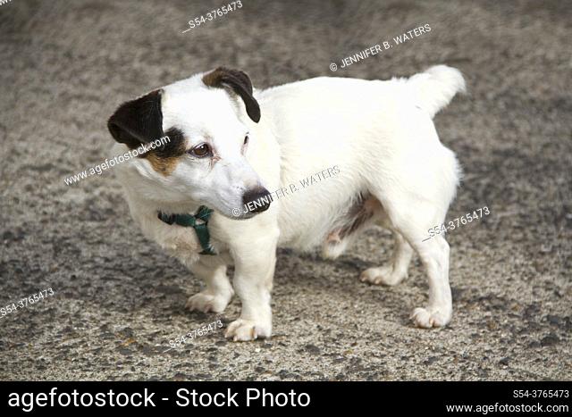 A terrier dog standing on a sidewalk outdoors