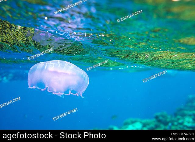 Yellow unusual jellyfish on blue background