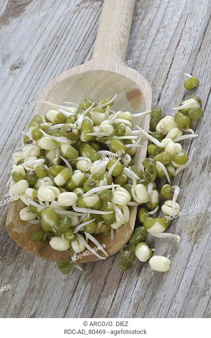 Mung bean sprouts on wood spoon Vigna radiata Vigna mungo Phaseolus mungo Phaseolus radiatus