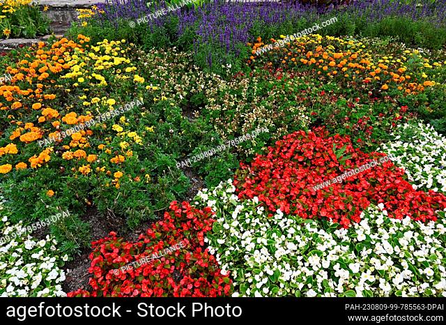 09 August 2023, North Rhine-Westphalia, Cologne: Flower bed with colorful flowers. Photo: Horst Galuschka/dpa. - Cologne/North Rhine-Westphalia/Germany