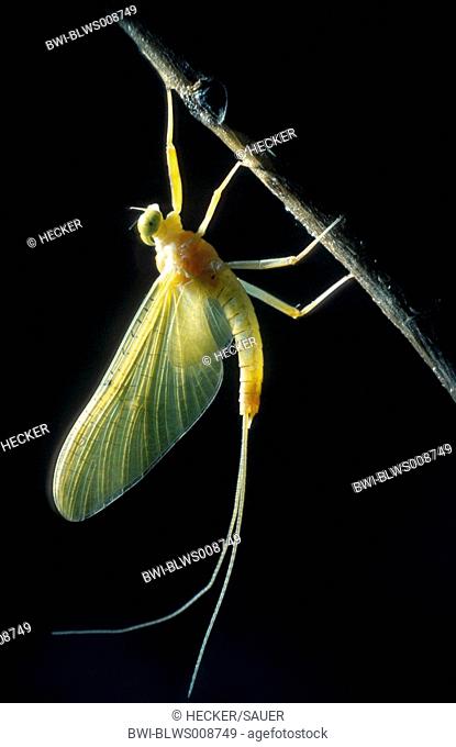 mayfly Heptagenia sulphurea, female