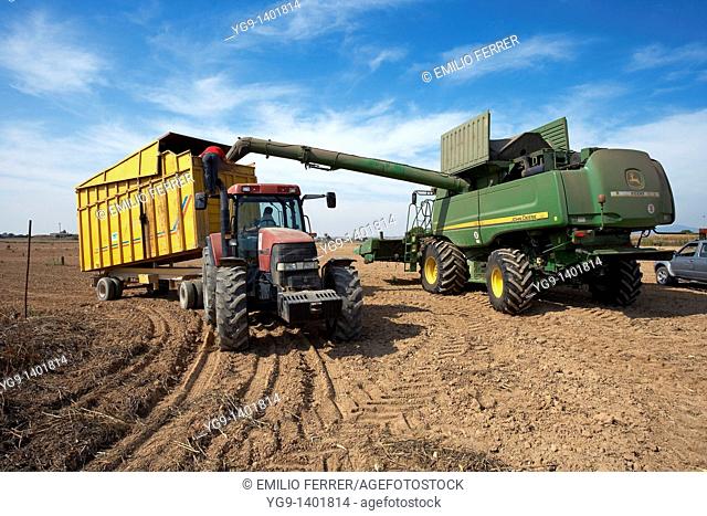 Combine-harvester unloading corn into a tow
