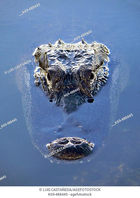 Alligator head (Alligator mississippiensis). Florida, USA