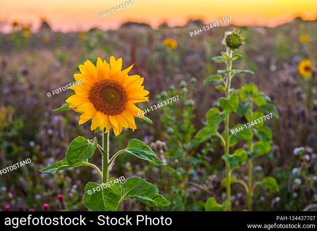 Ruegen, Germany July 31, 2020: Impressions summer - 2020 Rugen / Ruegen / Dranske / sunset / sunflower | usage worldwide