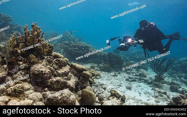 Seascape of coral reef in Caribbean Sea / Curacao with fish, coral, sponge and diver