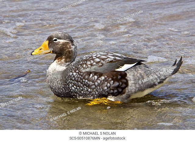 The Falkland Steamerduck Tachyeres brachypterus is a duck native to the Falkland Islands in the southern Atlantic Ocean It is endemic to the Falkland Islands...