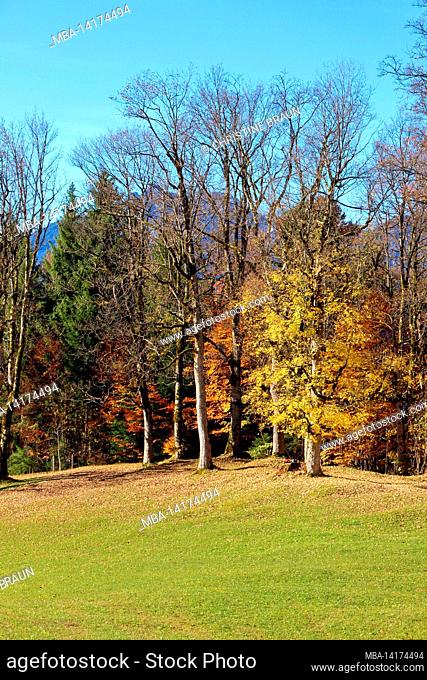 Autumn forest on the way from Eckbauer to Wamberg, Germany, Bavaria, Upper Bavaria, Loisachtal, Garmisch-Partenkirchen