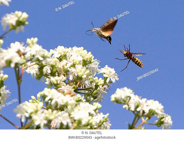 Hummingbird hawkmoth (Macroglossum stellatarum), is persecuting by a hornet, Germany