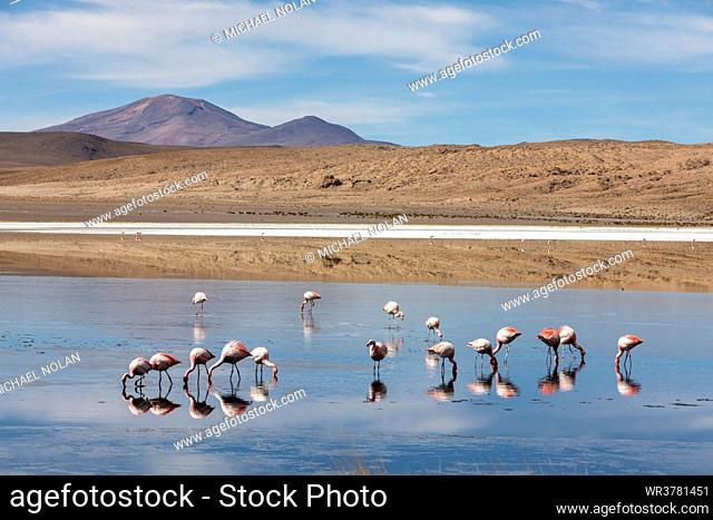 Flamingos feeding in Laguna Canapa, an endorheic salt lake in the altiplano, Potosi Department, Bolivia, South America
