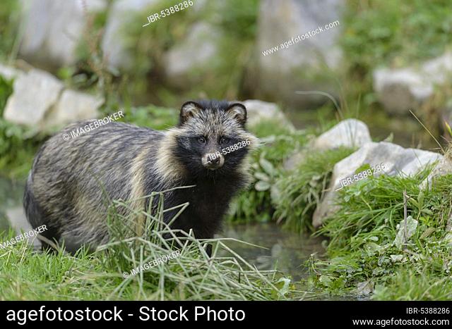 Raccoon dog (Nyctereutes procyonoides), Germany, Europe