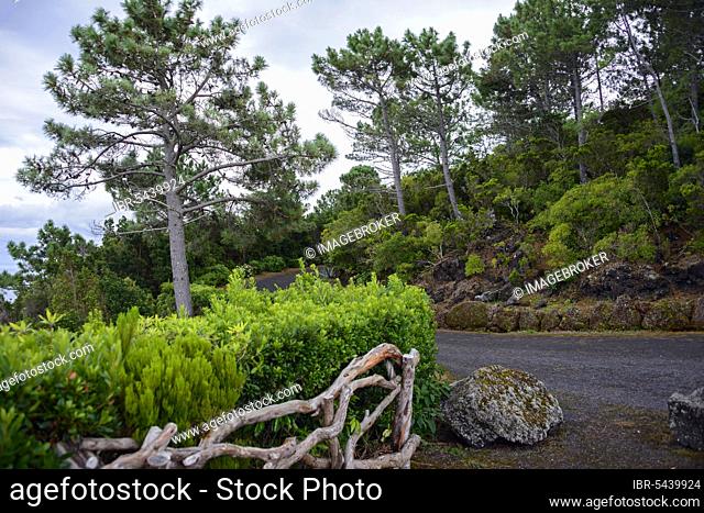 Parque Florestal da Prainha, Pico, Azores, Portugal, Europe