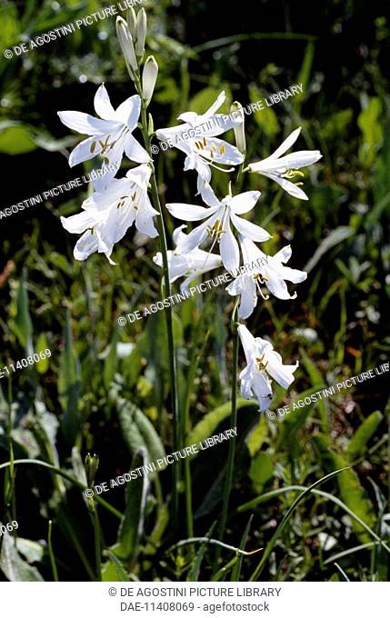 Saint Bruno's lily (Paradisea liliastrum), Liliaceae, Queyras Regional natural Park, France
