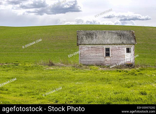 An old shed in a grassy field in the palouse region of Washington