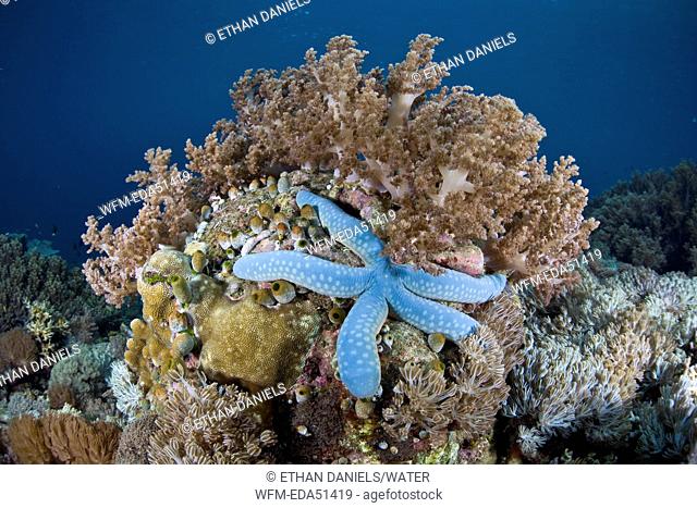 Blue Sea Star in Coral Reef, Linckia laevigata, Raja Ampat, West Papua, Indonesia