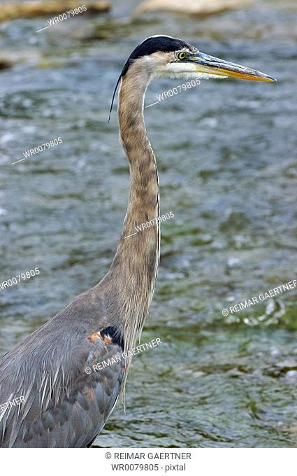 Blue heron looking for fish in the river