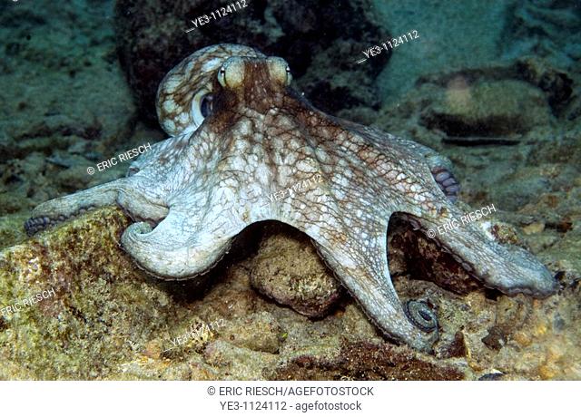 Common Octopus, Octopus vulgaris on a reef in Bonaire