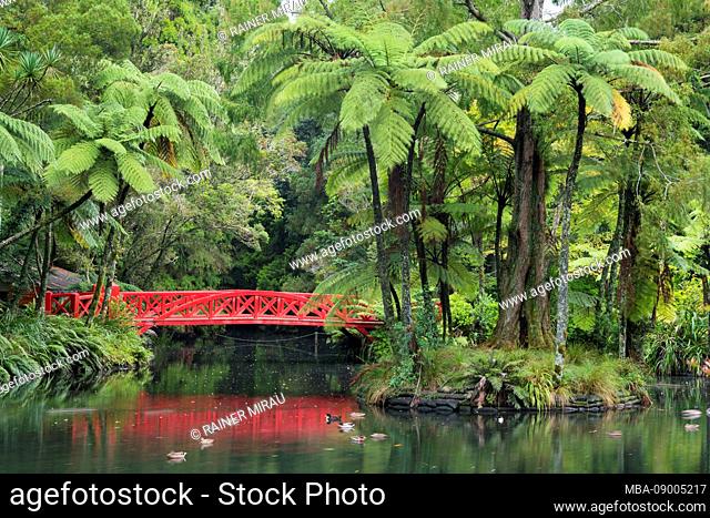 Red Bridge in Pukekura Park, tree ferns, New Plymouth, Taranaki, North Island, New Zealand, Oceania