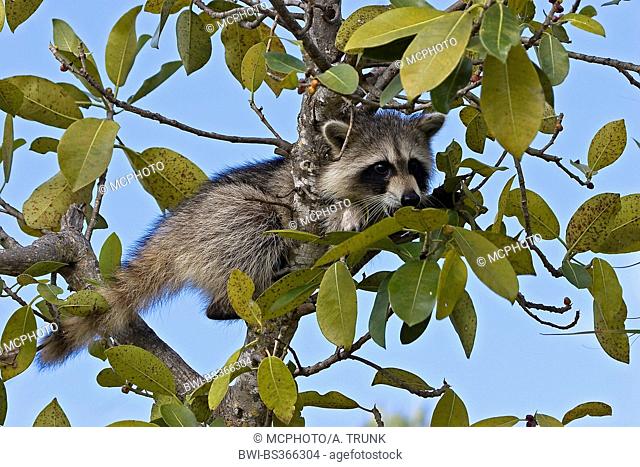 common raccoon (Procyon lotor), pup on a tree, USA, Florida, Everglades National Park