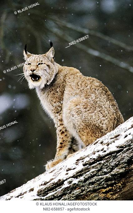 The European Lynx (Felis lynx) is to be heard mostly only during the mating season  -  European Lynx at snowfall on fallen tree