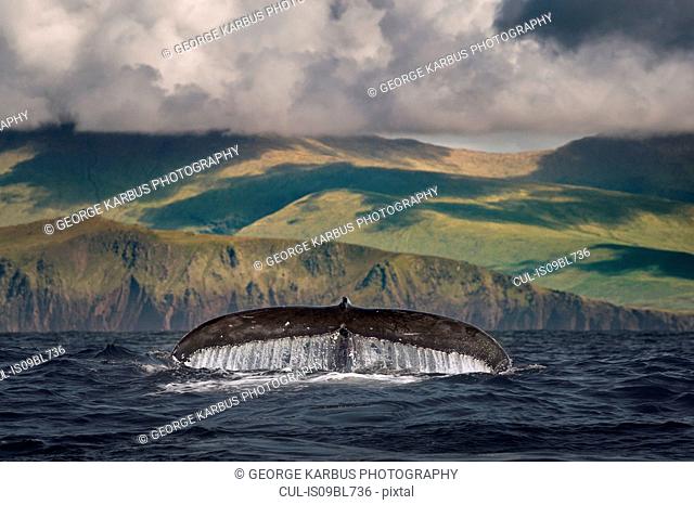 Humpback whale's tail above water surface, Dingle, Kerry, Ireland