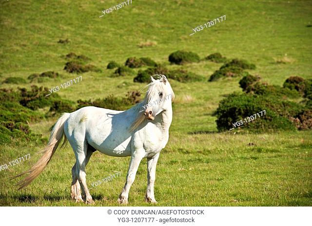 White Welsh mountain pony on hillside, Hay Bluff, Wales