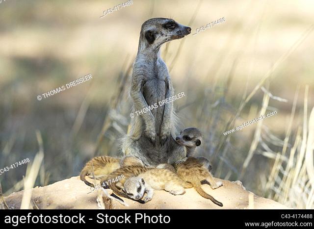 Suricate (Suricata suricatta). Also called Meerkat. Female with five young at their burrow. On the lookout. Kalahari Desert, Kgalagadi Transfrontier Park