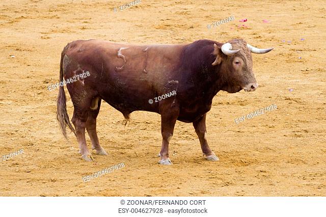 Spanish bulls toros bravos in Madrid. Famous from the traditional Spanish bullfights
