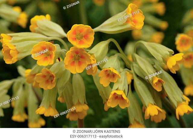 Common cowslip - Primula veris