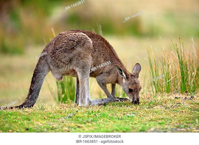 Eastern Grey Kangaroo (Macropus giganteus), feeding male adult, Wilson Promontory National Park, Victoria, Australia
