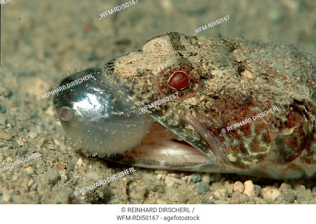 Reef lizardfish eats pufferfish, Synodus variegatus Arathron mappa, Pacific Ocean Coral Sea, Australia