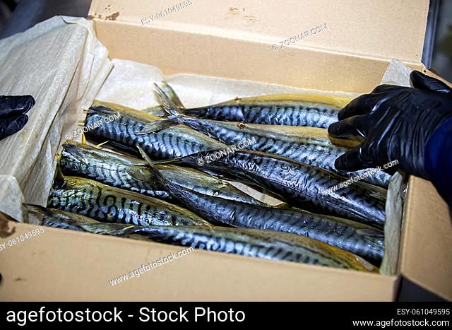 Smoked mackerel in a paper box. Fishing industry