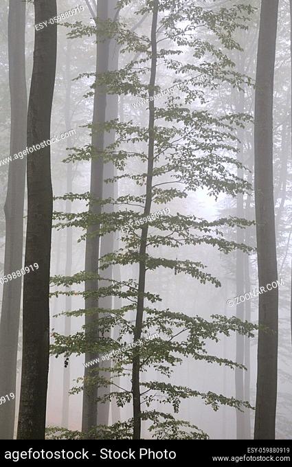 Nebel, Wald, stimmung, neblig, baum, bäume, unheimlich, mystisch, natur, licht, baumstamm, baumstämme, wetter, herbst
