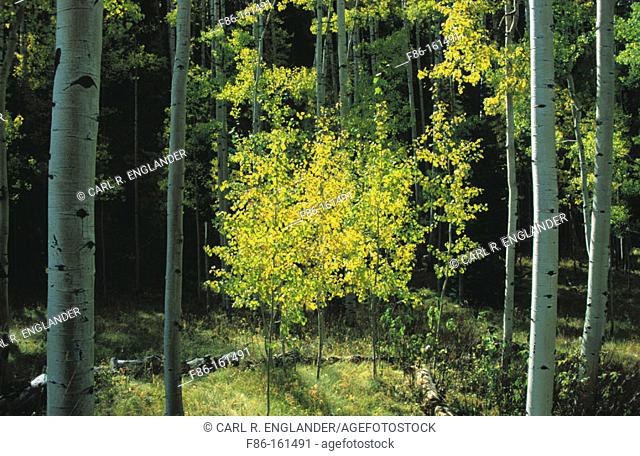 Young Aspen Tree (Populus tremuloides). Uncompahgre National Forest