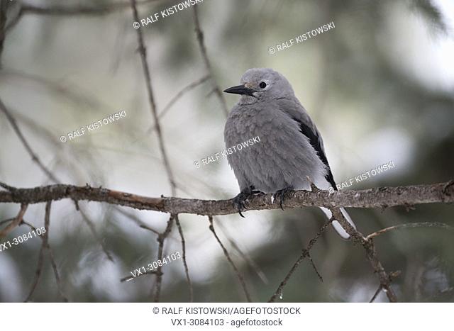 Clark's Nutcracker ( Nucifraga columbiana ) in winter, perched on a thin branch of a conifer tree, Yellowstone area, Montana, USA
