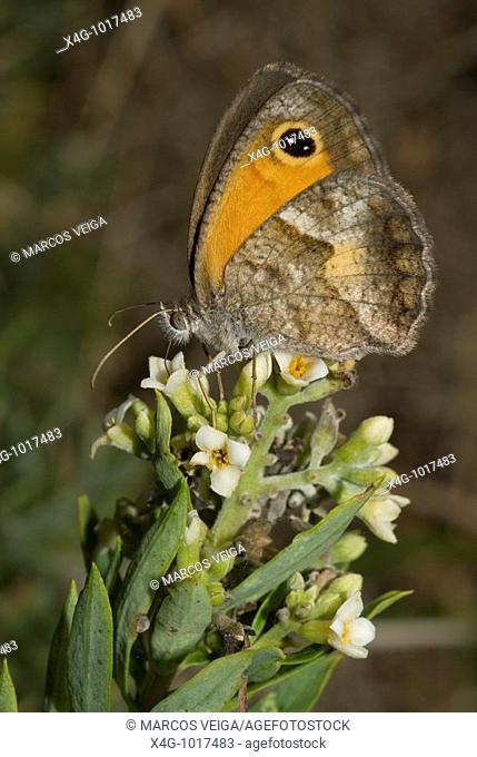 Mariposa lobito meridional sobre flores de matapollos o dafne, Southern gatekeeper butterfly on Spurge flax flowers, Pyronia cecilia, Daphne gnidium, Pontevedra