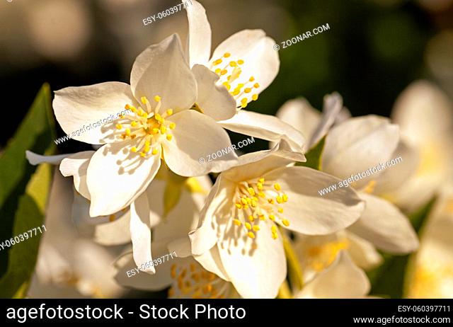 the flowers of a white jasmine photographed by a close up. small depth of sharpness