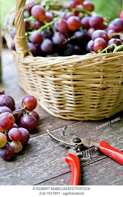 Harvest displays of grapes and tools on a wooden table