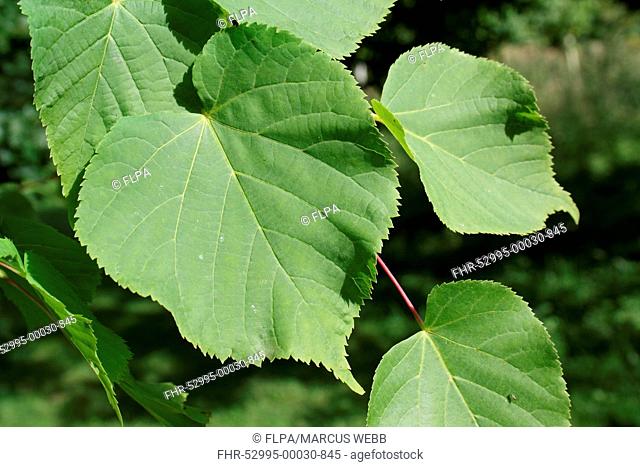 Small-leaved Lime (Tilia cordata) close-up of leaves, growing in woodland, Vicarage Plantation, Mendlesham, Suffolk, England, July